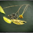 Reflex82 Mathes Rainer 01