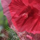 FFFK Mannheim 26 Schaller Sibylle