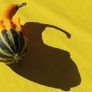 FFFK Mannheim 27 Motzko Josef