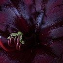 FFFK Mannheim 29 Schaller Sibylle