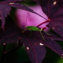 FFFK Mannheim 30 Ressel Bernhard