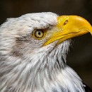 FG Sandhausen 01 Ziegler Peter 02