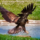 FG Sandhausen 02 Grosspietsch Juergen 01