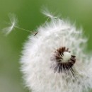 FG Sandhausen 04 Buse Gudrun 04