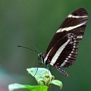 FG Sandhausen 07 Laub Harry 02