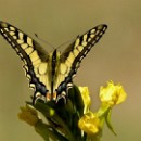 FG Sandhausen 08 Steiner Bernd 01