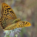 FG Sandhausen 09 Buse Gudrun 05