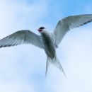 FG Sandhausen 13 Buse Gudrun 03