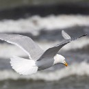 FG Sandhausen 16 Ziegler Peter 03