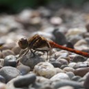 FG Sandhausen 17 Schulz Franz 01