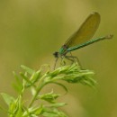 FG Sandhausen 18 Steiner Bernd 05