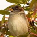 FG Sandhausen 28 Grosspietsch Juergen 02