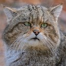 LFK-01 Lea Lisske Grumpy Cat