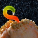 LFK-05 Siegfried Lisske Paprika