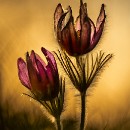 LFK-06 Siegfried Lisske Kuechenschelle Sonnenuntergang