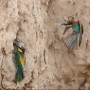 LFK-16 Klaus Mozer Bienenfresser