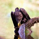 Thomas Bauer - Lecker Fisch