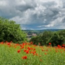 Petra-Maria Oechsner 2