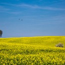 Renate Rubel-Mueller 3