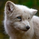 Dr. Dietrich Schmidt 01