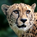 Dr. Dietrich Schmidt 03