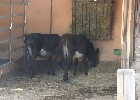039 Herzogenriedpark MA