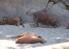040 Herzogenriedpark MA