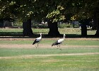 052 Herzogenriedpark MA