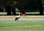 053 Herzogenriedpark MA