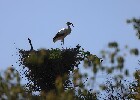 055 Herzogenriedpark MA