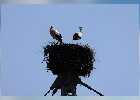 062 Herzogenriedpark MA
