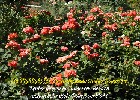 077 Herzogenriedpark MA