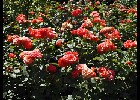 085 Herzogenriedpark MA