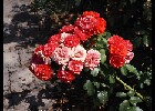 086 Herzogenriedpark MA