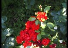 087 Herzogenriedpark MA