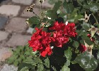 090 Herzogenriedpark MA