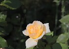 098 Herzogenriedpark MA