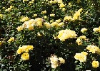 106 Herzogenriedpark MA