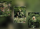 114 Herzogenriedpark MA