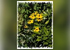 116 Herzogenriedpark MA