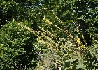 118 Herzogenriedpark MA
