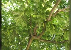 120 Herzogenriedpark MA