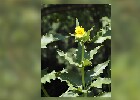 127 Herzogenriedpark MA