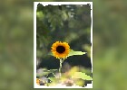 141 Herzogenriedpark MA