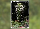 142 Herzogenriedpark MA