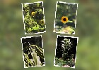 144 Herzogenriedpark MA