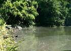161 Herzogenriedpark MA
