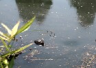 165 Herzogenriedpark MA